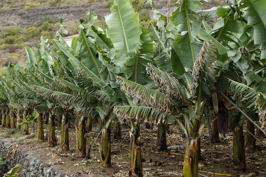 Maîtriser le bananier : Entretien, plantation et variétés à connaître