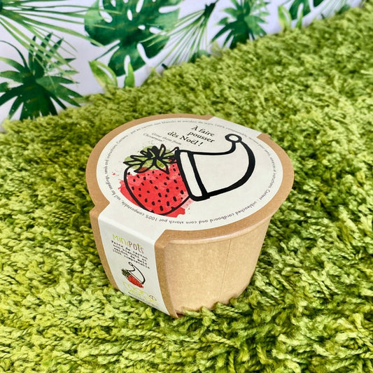 Minipot fraise alpine de Noël - Compostable