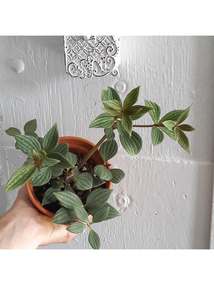 Paula (Peperomia)