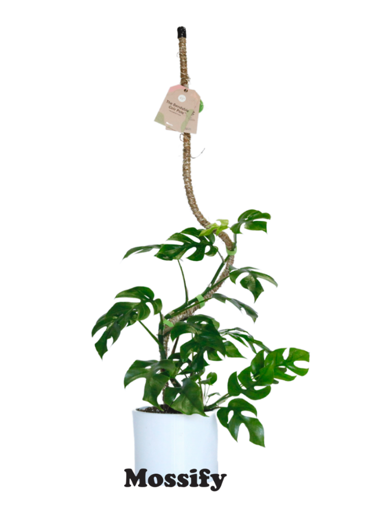 Lampe LED réglable pour plantes. — Mossify