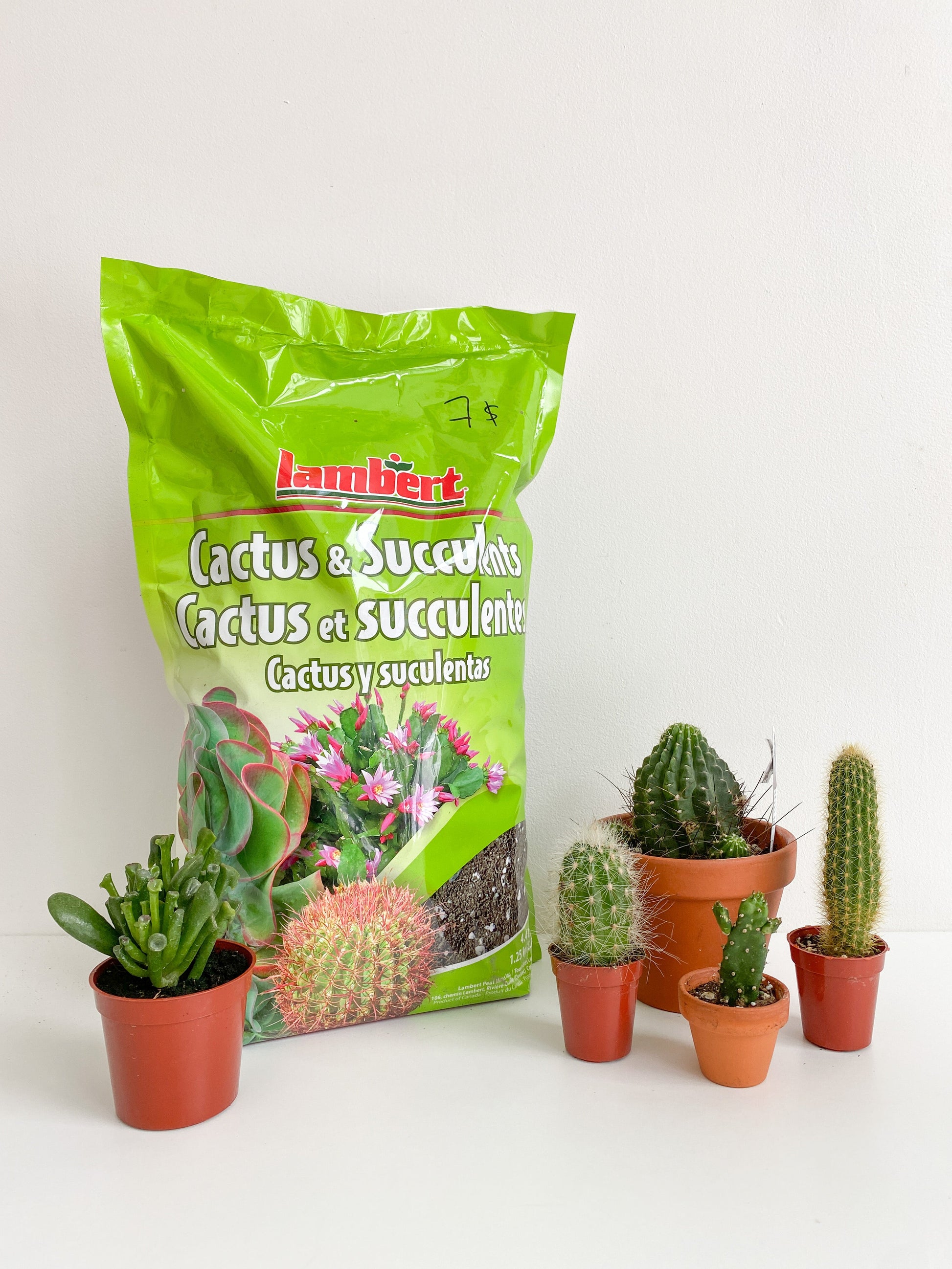 Terreau pour Cactus et plantes Succulentes (500 ml) 