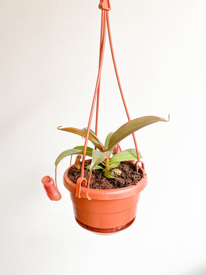 Nephtalie (Nepenthes) * plante carnivore - 4.5 po. 