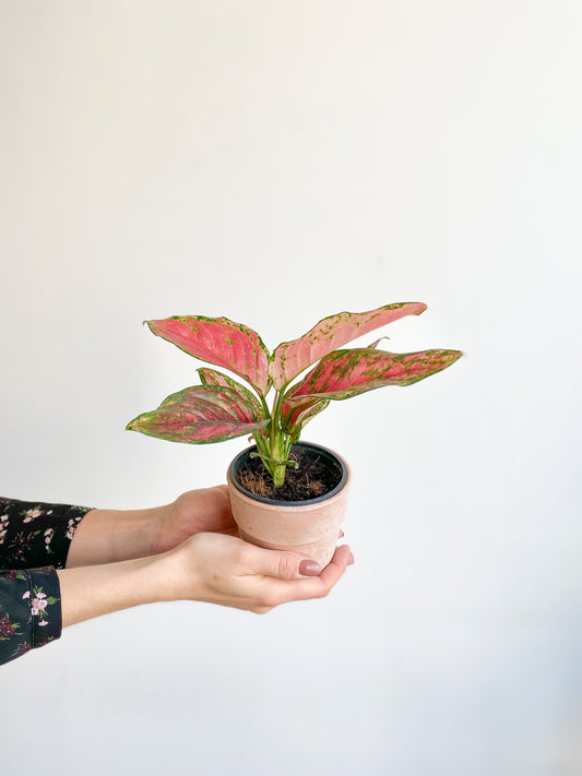 Pinkie (Aglaonema) - 4 po.