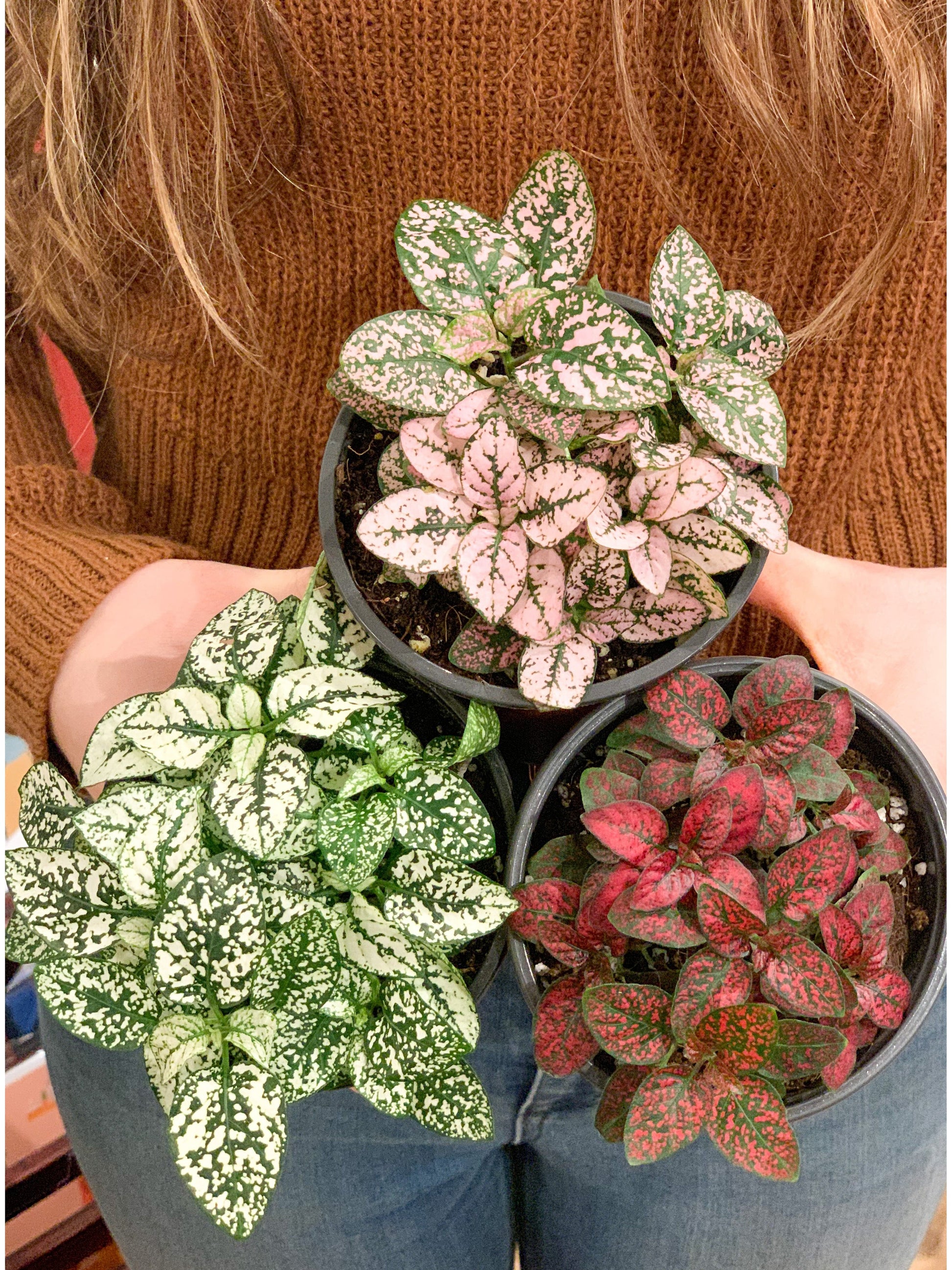 Hippy (Hypoestes)