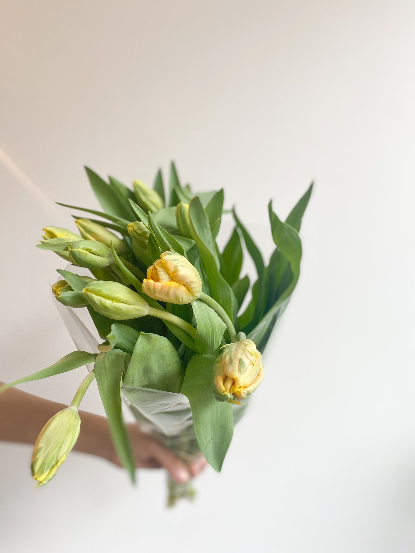 Tulipes Perroquet - fleurs