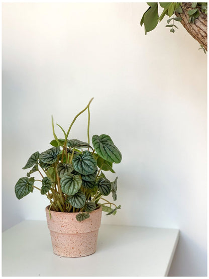 Napoli (Peperomia)