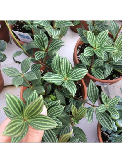 Paula (Peperomia)